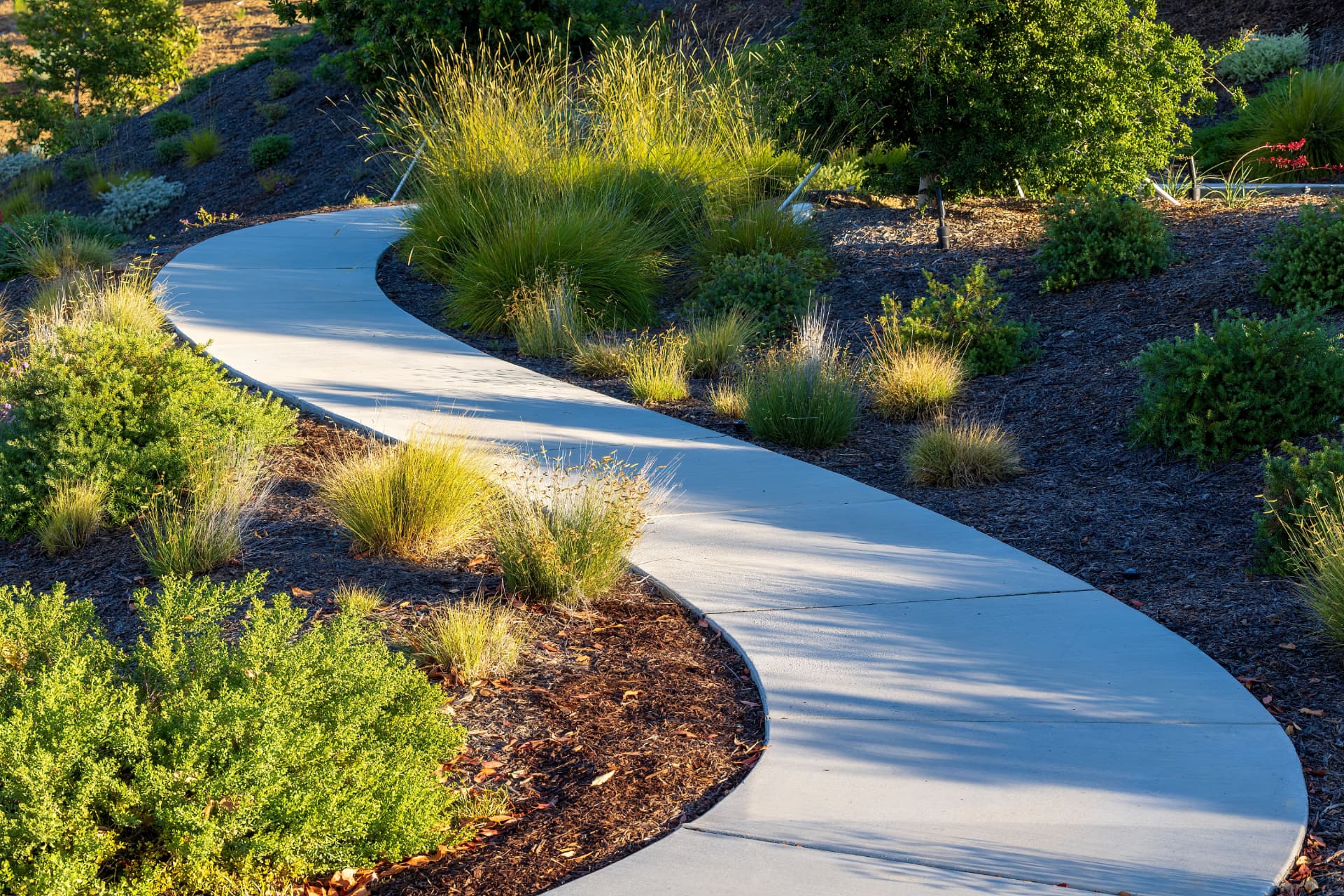Curving broom-finished concrete sidewalk winding through landscaped beds